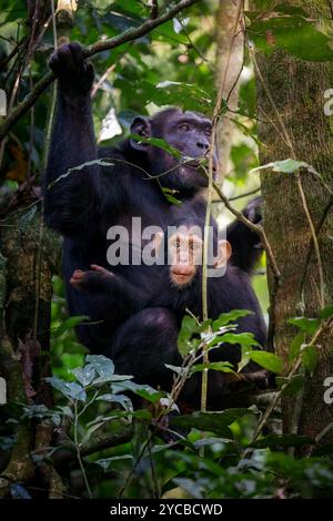 Baby-Schimpanse mit Mutter in den Bäumen des Regenwaldes Stockfoto