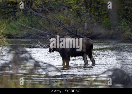 Junge Kuhelchen stehen in einem Fluss in Anchorage, AK Stockfoto