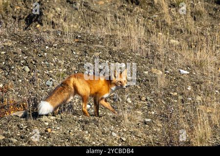 Rotfuchs in Alaska hält Ausschau nach Präditoren Stockfoto