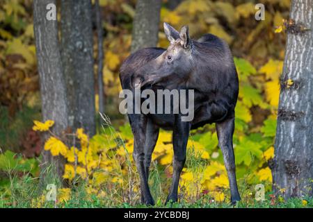 Junge Elchkalb in Herbstfarben Pinsel in Anchorage, AK Stockfoto