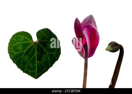 Botanische Untersuchung von Cyclamen 'Tianis Fantasia Deep Magenta' mit Blättern, Blüten und Knospen isoliert auf weiß Stockfoto