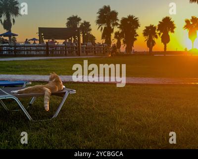 Eine Katze, die sich am Abend auf einem Liegestuhl entspannt, während die Sonne über einem Beachside Park untergeht Stockfoto