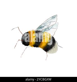 Hummel. Die Aquarellabbildung wird in realistischem Stil handgezeichnet und auf weißem Hintergrund isoliert. Für Postkarten, Einladungen, Aufkleber Stockfoto