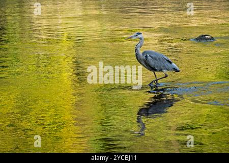 Graureiher in Untiefen (langbeinige Watvögel, s-förmiger Hals, scharfer Spitzschnabel und Schnabel, Jäger- und Raubfischjagd) - Yorkshire Dales, England, Großbritannien. Stockfoto