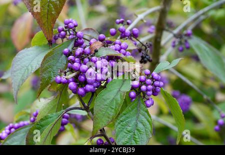 Schöne lila japanische Beautyberry oder Callicarpa Japonica. Stockfoto