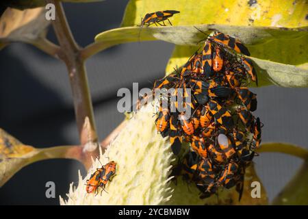 Eine große Gruppe von Milkweed-Käfern, die sich vom saft einer Milkweed-Pflanze in einem Blumengarten im Südosten von Lower Michigan ernähren. Stockfoto