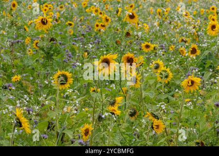 Nahaufnahme eines Feldes voller Wildblumen und Sonnenblumen, das sich zu einer attraktiven Ernte für die Ernte der Sonnenblumenkerne vermischt hat Stockfoto