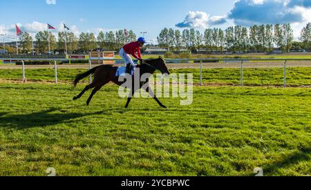 Monté-Pferderennen aus nordjütland, Dänemark Stockfoto