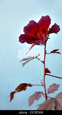 Blüte der rotblättrigen Hibiskusblüte oder Hibiscus acetosella oder andere Namen wie afrikanische Rosemallow, Cranberry Hibiscus, False Rosella und Maroon Malve Stockfoto