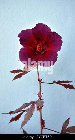 Blüte der rotblättrigen Hibiskusblüte oder Hibiscus acetosella oder andere Namen wie afrikanische Rosemallow, Cranberry Hibiscus, False Rosella und Maroon Malve Stockfoto