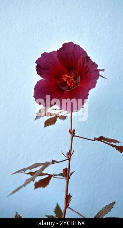 Blüte der rotblättrigen Hibiskusblüte oder Hibiscus acetosella oder andere Namen wie afrikanische Rosemallow, Cranberry Hibiscus, False Rosella und Maroon Malve Stockfoto