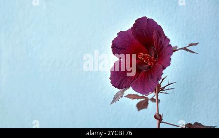 Blüte der rotblättrigen Hibiskusblüte oder Hibiscus acetosella oder andere Namen wie afrikanische Rosemallow, Cranberry Hibiscus, False Rosella und Maroon Malve Stockfoto