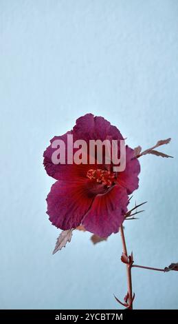 Blüte der rotblättrigen Hibiskusblüte oder Hibiscus acetosella oder andere Namen wie afrikanische Rosemallow, Cranberry Hibiscus, False Rosella und Maroon Malve Stockfoto