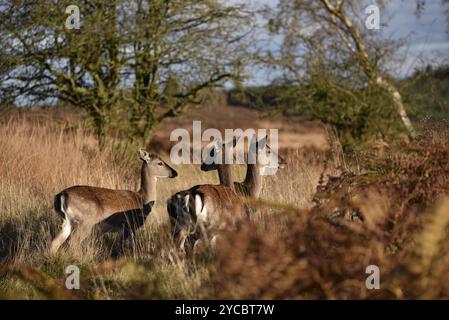 Drei europäische Damhirsche (Dama Dama), die in verschiedenen Richtungen schauen, aufgenommen am Rande eines Waldes in Staffordshire, Großbritannien, am späten Nachmittag Sonntag Stockfoto