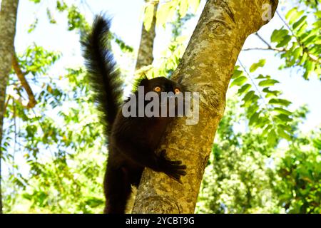 Die Schwarzlemur (Eulemur macaco) ist eine im Nordwesten Madagaskars endemische frugivore Lemur. Männlich. Dieses Foto wurde auf Nosy Be Island, Madagscar, aufgenommen. Stockfoto
