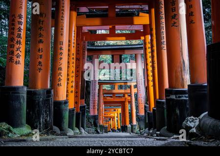 Torii-Tore aus flachem Winkel fushimi inari-Schrein in kyoto, japan Stockfoto