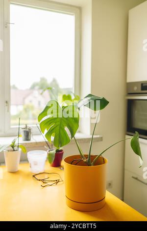Monstera Affenmaske oder obliqua oder Adansonii Blätter. Hauspflanzen im gelben Topf am Küchentisch. Minimalistischer urbaner Dschungel- und Gartenraum. Stockfoto