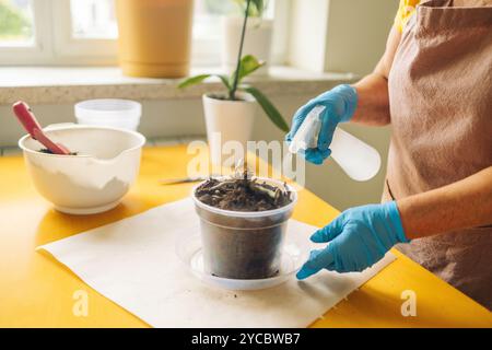 Die weiße Frau kümmert sich um Orchideenpflanzen, indem sie sie mit Wasser besprüht. Florist arbeitet und sprüht Wasserpflanzen. Sprüh-Haus-Pflanzen, Pflege Stockfoto
