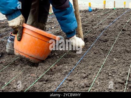 Pflanzen von Zwiebelpflanzen in vorbereiteten Löchern Stockfoto