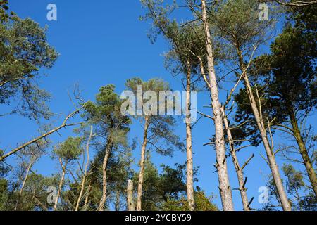 Hohe Kiefern, die sich in Richtung eines klaren blauen Himmels erstrecken. Entwistle Reservoir Waldland Lancashire UK. Stockfoto