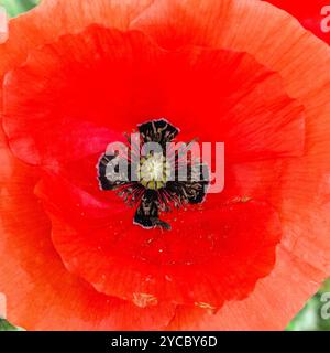 Herz der Blume von Comman Mohn (Papaver rhoeas) Stockfoto