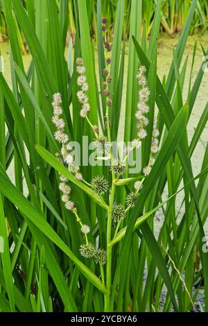 Simplestem Stangenrohrblatt oder verzweigtes Stangenrohrrohrblatt (Sparganium erectum), mit Knospen, Blüten und Samen Stockfoto