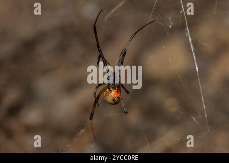 Eine giftige Braunknopfspinne (Latrodectus geometricus) auf ihrem Netz in freier Wildbahn Stockfoto