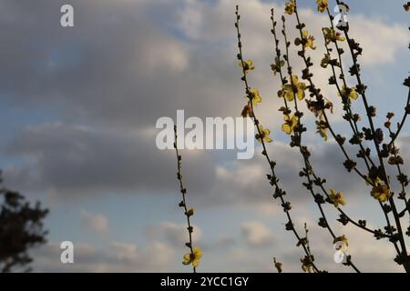 Gelbe Blüten, die sich vor dem bewölkten Sonnenuntergangshimmel in Israel abzeichnen Stockfoto