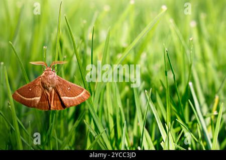 Das Gras-Eggar, Lasiocampa trifolii, sitzt auf einem Grashalm Stockfoto
