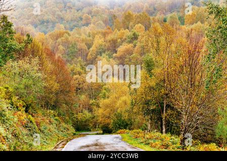 Die Straße LE-4211 durchquert Laubwälder durch die Region Los Ancares. Die Grafschaft Los Ancares liegt in der Region El Bierzo innerhalb der Stockfoto