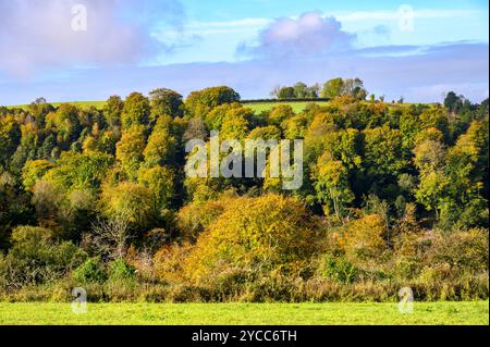 Ein steiler Hügel, der mit Laubbäumen in Herbstfarben bedeckt ist, in der Gegend von Bignor und Sutton in den South Downs in West Sussex, England. Stockfoto