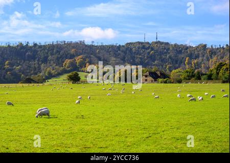 Eine Schar von kürzlich gescherten Schafen auf einem Grasfeld, einem Bauernhaus aus Stein und einem Hügel in South Downs in Herbstfarben in der Gegend von Sutton in West Sussex, England. Stockfoto