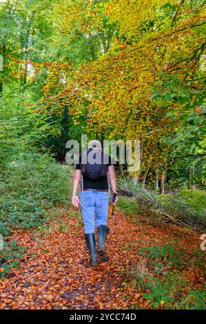 Ein älterer Mann geht einen Pfad hinauf, der mit toten Blättern bedeckt ist, unter den Baldachinen in Herbstschattierungen in den South Downs in Bignor, West Sussex, England. Stockfoto