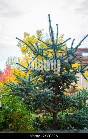 Eine junge spanische Tanne (Abies pinsapo) in einem Vorgarten mit anderen Bäumen mit Herbstlaub im Hintergrund. Stockfoto