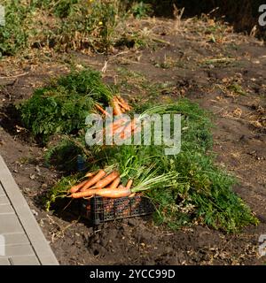 Drei Kisten voll mit frisch ernteten Karotten auf einem landwirtschaftlichen Feld. Stockfoto