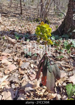 Euphorbia amygdaloides. Holzspurge mit seinen gelblich-grünen Blütenständen. Stockfoto