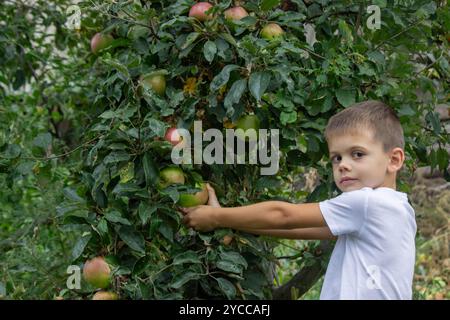 Ein Junge pflückt einen Apfel von einem Baum. Selektiver Fokus. Stockfoto