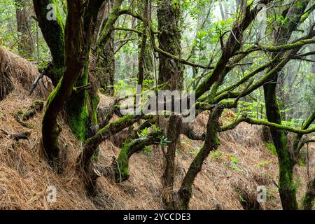Moosbedeckte, knorrige Bäume im mystischen Nebelwald auf La Palma Stockfoto