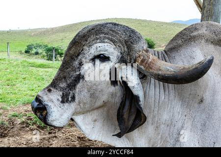 Großaufnahme des Bullen Girolando auf der Weide auf dem Bauernhof in Minas Gerais, Brasilien Stockfoto