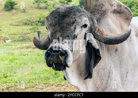 Großaufnahme des Bullen Girolando auf der Weide auf dem Bauernhof in Minas Gerais, Brasilien Stockfoto