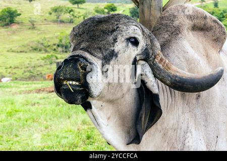 Großaufnahme des Bullen Girolando auf der Weide auf dem Bauernhof in Minas Gerais, Brasilien Stockfoto