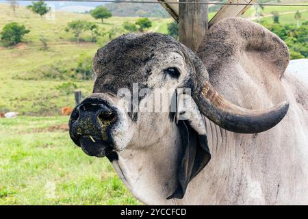 Großaufnahme des Bullen Girolando auf der Weide auf dem Bauernhof in Minas Gerais, Brasilien Stockfoto