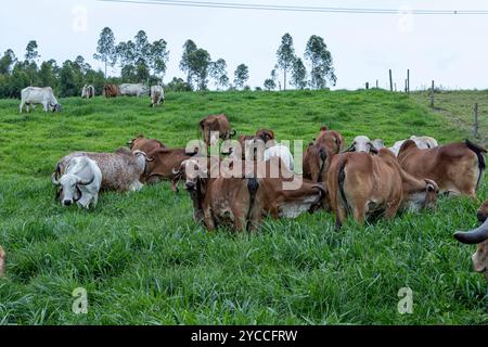 Milchkühe der Girolando brüten auf der Freiluft-Weide auf dem Bauernhof auf dem Land im brasilianischen Bundesstaat Minas Gerais Stockfoto