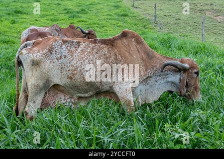 Girolando-Milchkühe weiden auf einem Bauernhof im Landesinneren von Minas Gerais, Brasilien Stockfoto