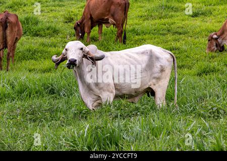 Girolando-Milchkühe weiden auf einem Bauernhof im Landesinneren von Minas Gerais, Brasilien Stockfoto