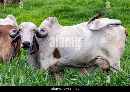 Girolando-Milchkühe weiden auf einem Bauernhof im Landesinneren von Minas Gerais, Brasilien Stockfoto