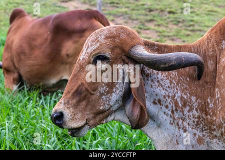 Girolando-Milchkühe weiden auf einem Bauernhof im Landesinneren von Minas Gerais, Brasilien Stockfoto