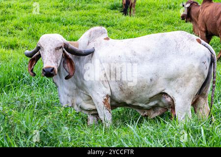 Girolando-Milchkühe weiden auf einem Bauernhof im Landesinneren von Minas Gerais, Brasilien Stockfoto