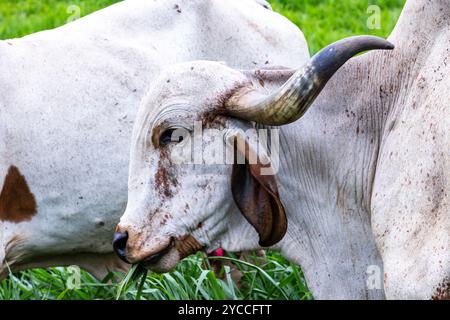 Girolando-Milchkühe weiden auf einem Bauernhof im Landesinneren von Minas Gerais, Brasilien Stockfoto