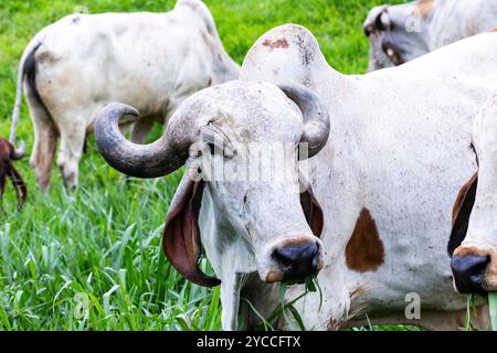 Girolando-Milchkühe weiden auf einem Bauernhof im Landesinneren von Minas Gerais, Brasilien Stockfoto